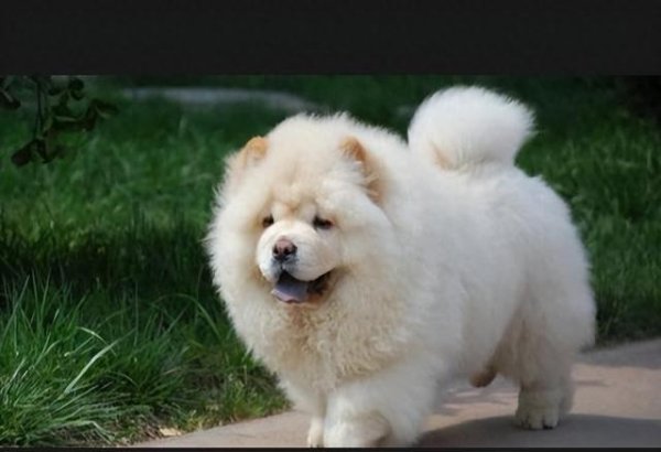 途牛配资 报恩的忠诚犬：拥有6大特质的狗狗，你遇到了吗？
