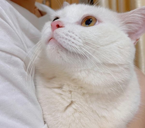 联华证券 白猫之美：超越猫咪眼中的审美观